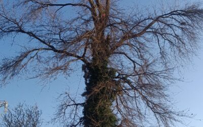 Ultimo Intervento di Tree Climbing nella Provincia di Vicenza: Taglio di una Pianta Alta 30 Metri