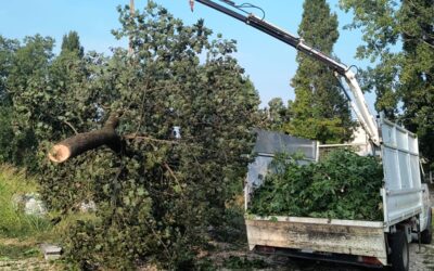 Intervento di Taglio Alberi con Gru – Professionalità e Sicurezza Garantite